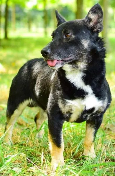 Znaleziono psa, Radom, 30 lipca 2024