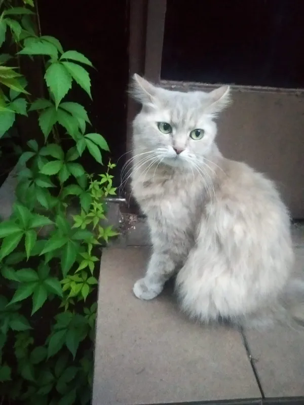 Zaginął kot, Kulów, 30 lipca 2024