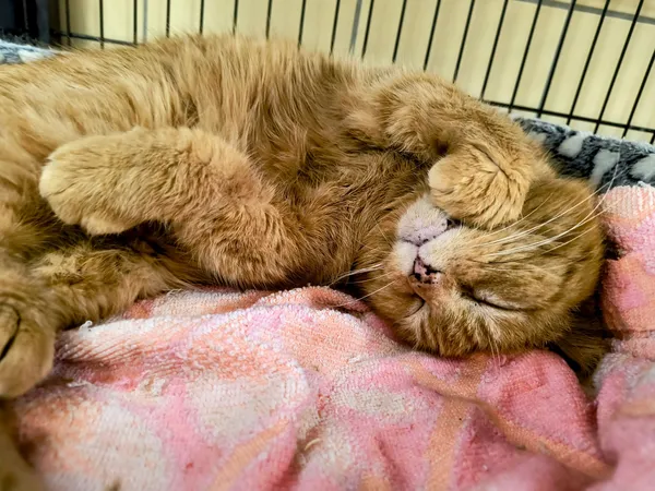 Kot do adopcji, Gdynia, 30 lipca 2024 (3/3)