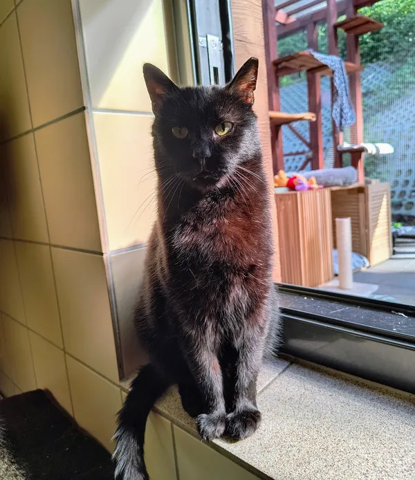 Kot do adopcji, Gdynia, 30 lipca 2024 (2/3)