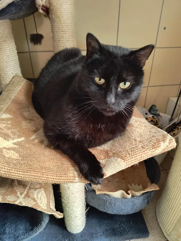 Kot do adopcji, Gdynia, 30 lipca 2024 (3/3)