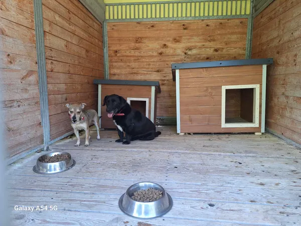 Pies do adopcji, Orzechowce, 30 lipca 2024 (4/4)