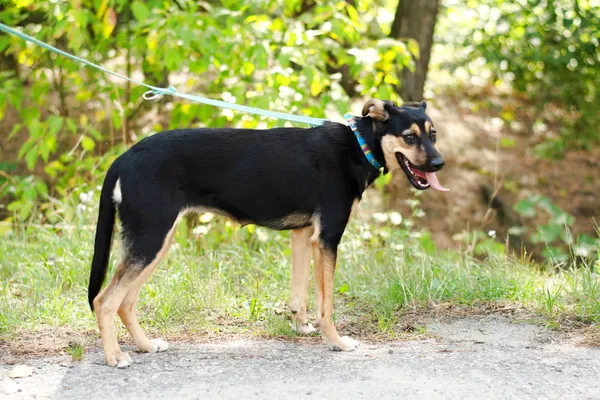 Pies do adopcji, Nowodwór, 30 lipca 2024 (2/5)