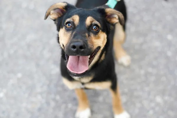 Pies do adopcji, Nowodwór, 30 lipca 2024 (3/5)