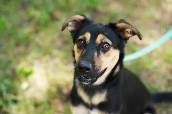 Pies do adopcji, Nowodwór, 30 lipca 2024 (4/5)