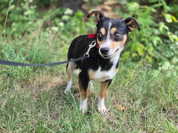 Pies do adopcji, Nowodwór, 30 lipca 2024 (1/5)