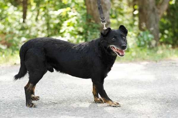 Pies do adopcji, Nowodwór, 30 lipca 2024 (3/5)