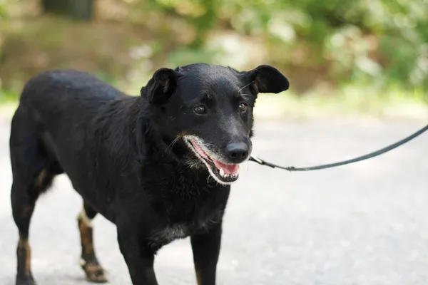 Pies do adopcji, Nowodwór, 30 lipca 2024 (4/5)