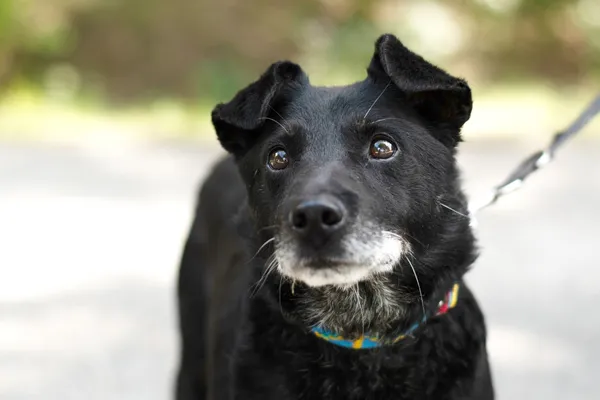 Pies do adopcji, Nowodwór, 30 lipca 2024 (5/5)