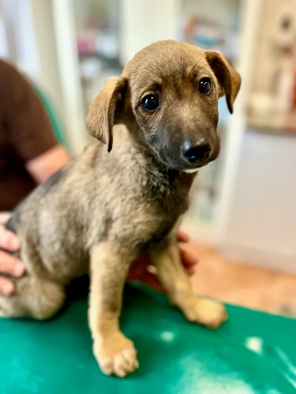 Znaleziono psa, gmina Dobra (Szczecińska), 26 lipca 2024