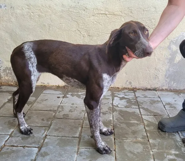 Znaleziono psa, Łódź, 30 lipca 2024 (1/5)