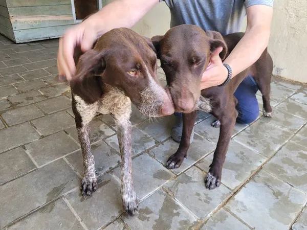 Znaleziono psa, Łódź, 30 lipca 2024 (2/5)