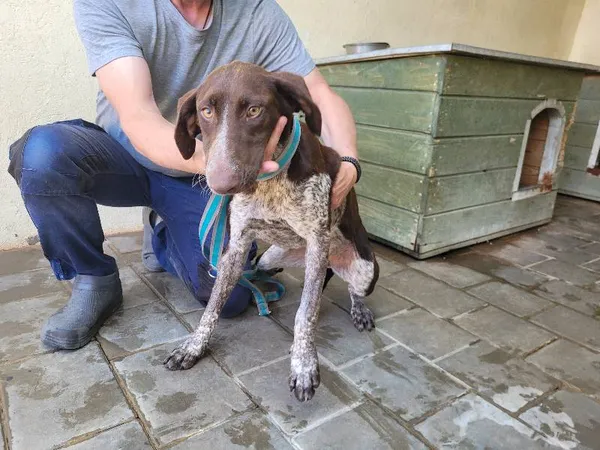 Znaleziono psa, Łódź, 30 lipca 2024 (3/5)