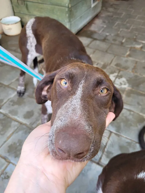 Znaleziono psa, Łódź, 30 lipca 2024 (4/5)