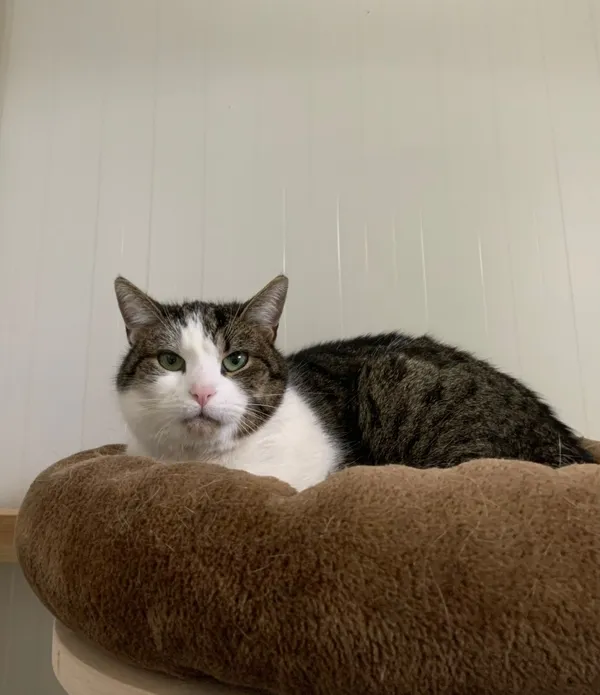 Zaginął kot, Łódź, 30 lipca 2024