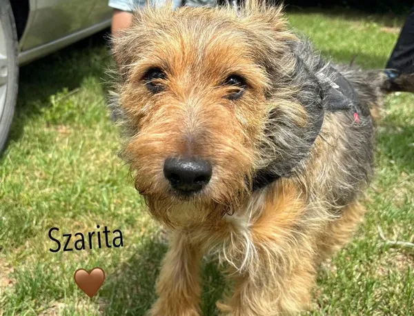 Pies do adopcji, Przyborówko, 30 lipca 2024 (1/3)