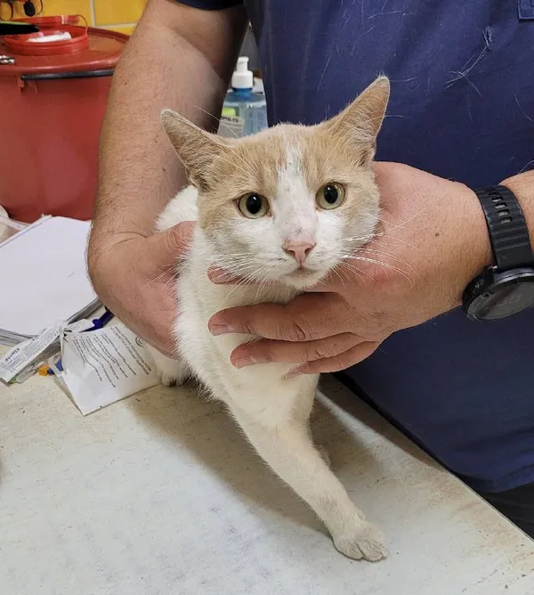 Znaleziono kota, Łódź, 31 lipca 2024 (1/3)