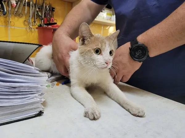 Znaleziono kota, Łódź, 31 lipca 2024 (2/3)