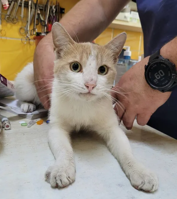 Znaleziono kota, Łódź, 31 lipca 2024 (3/3)