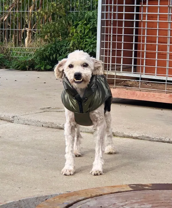 Oddam psa, Olsztyn, Stare Miasto, 31 lipca 2024 (2/2)