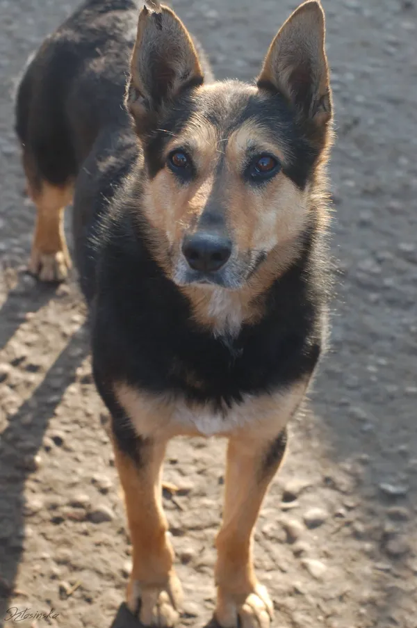 Oddam psa, Olsztyn, Kortowo, 31 lipca 2024 (3/4)