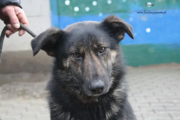 Pies do adopcji, Nowy Dwór Mazowiecki, 31 lipca 2024 (1/5)