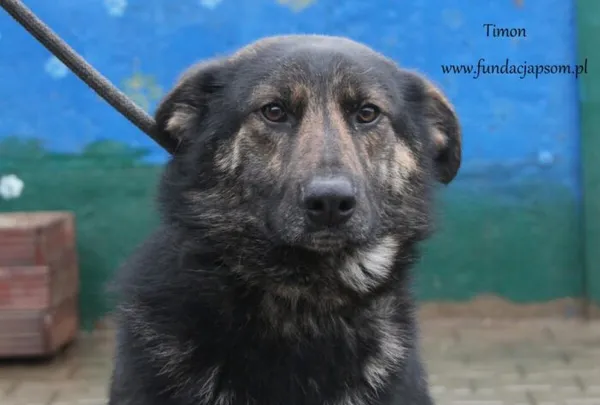 Pies do adopcji, Nowy Dwór Mazowiecki, 31 lipca 2024 (3/5)