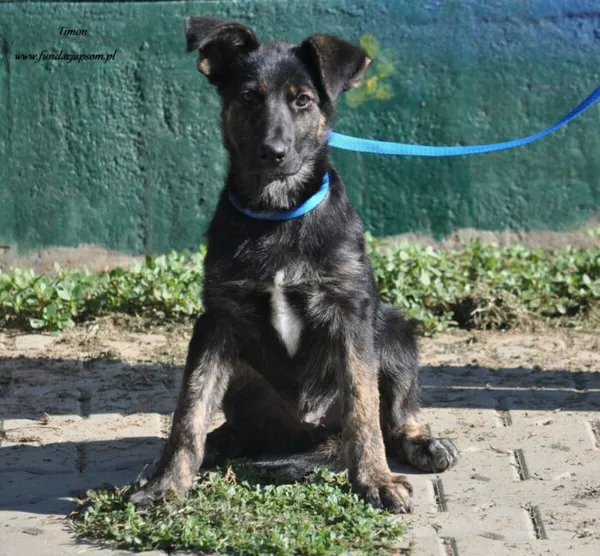 Pies do adopcji, Nowy Dwór Mazowiecki, 31 lipca 2024 (5/5)