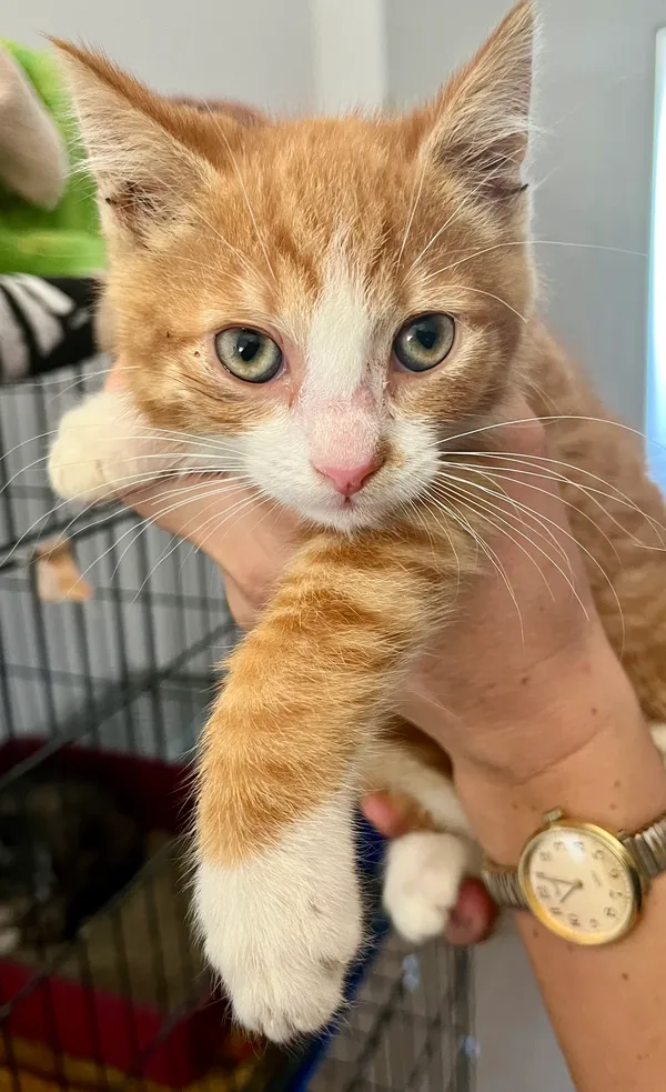 Znaleziono kota, gmina Dobra (Szczecińska), 29 lipca 2024