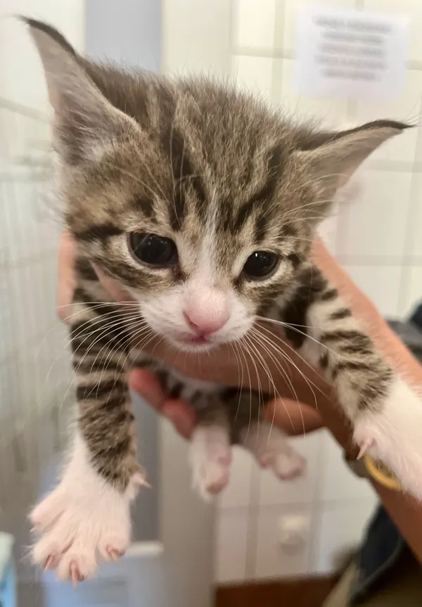 Znaleziono kota, gmina Dobra (Szczecińska), 19 lipca 2024