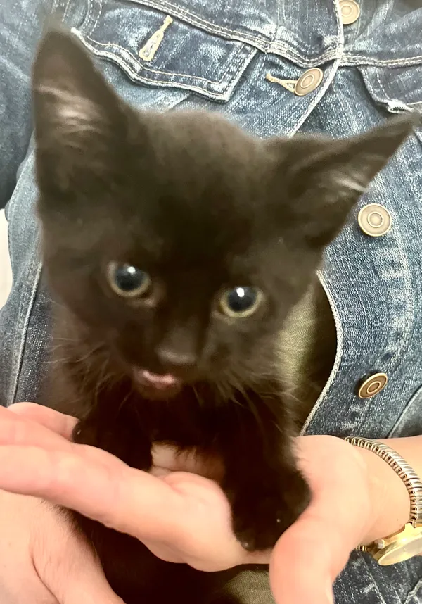 Znaleziono kota, gmina Dobra (Szczecińska), 23 lipca 2024