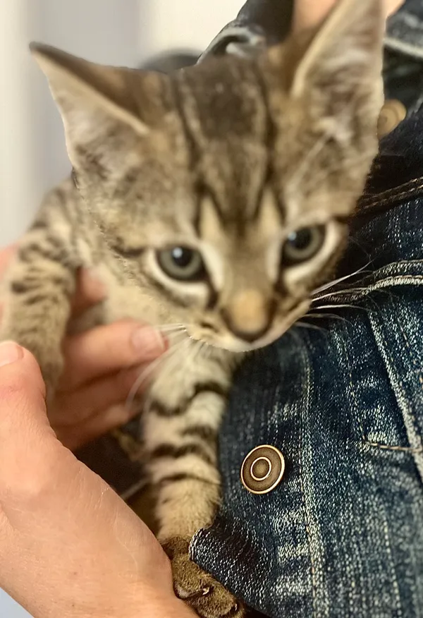 Znaleziono kota, gmina Dobra (Szczecińska), 23 lipca 2024