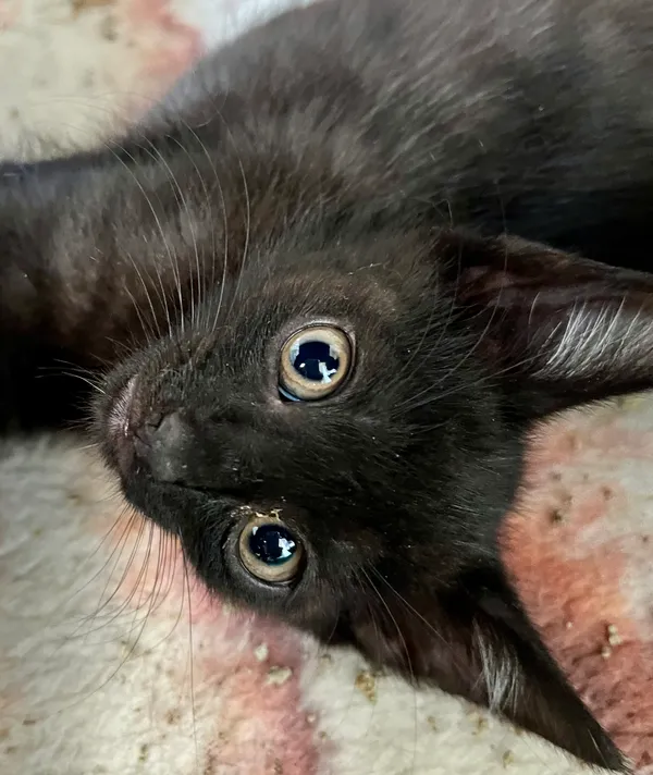 Znaleziono kota, gmina Dobra (Szczecińska), 23 lipca 2024