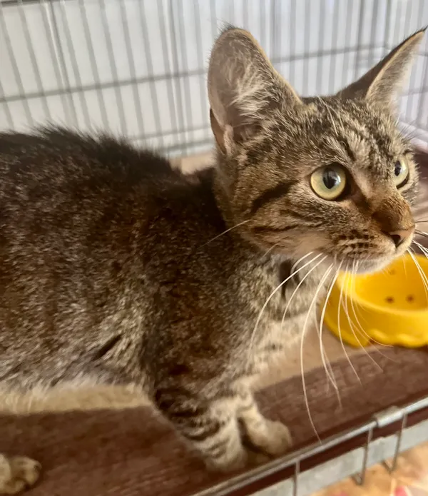 Znaleziono kota, gmina Dobra (Szczecińska), 17 lipca 2024