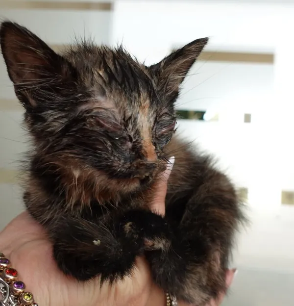 Znaleziono kota, Gdańsk, 31 lipca 2024