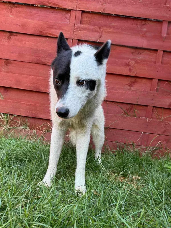 Znaleziono psa, Czartki, 31 lipca 2024