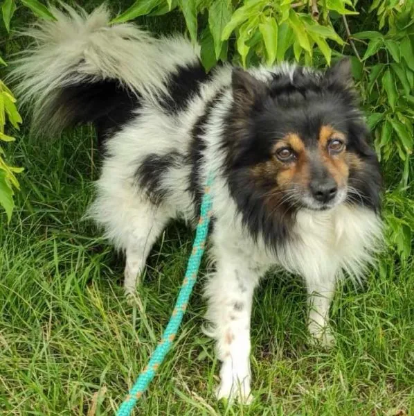 Znaleziono psa, Radom, 31 lipca 2024