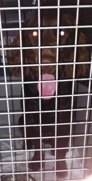 Znaleziono psa, Radom, 30 lipca 2024