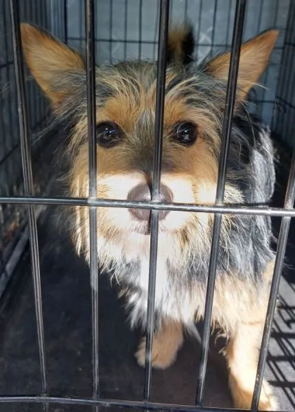 Znaleziono psa, Radom, 30 lipca 2024