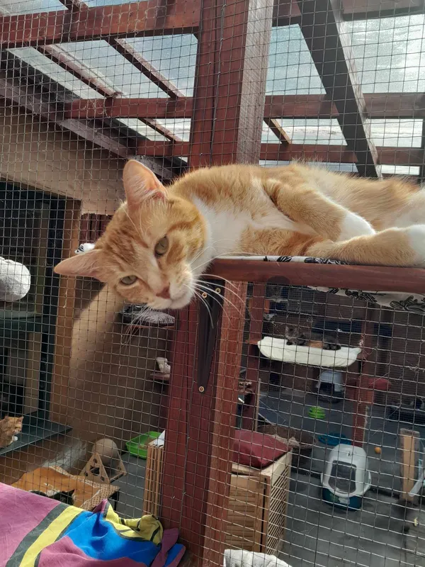 Kot do adopcji, Gdynia, 31 lipca 2024 (2/3)