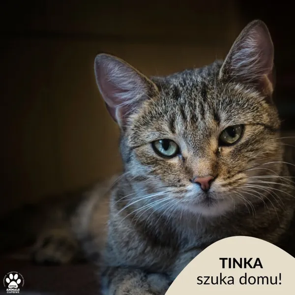 Kot do adopcji, Gdynia, 31 lipca 2024 (1/2)