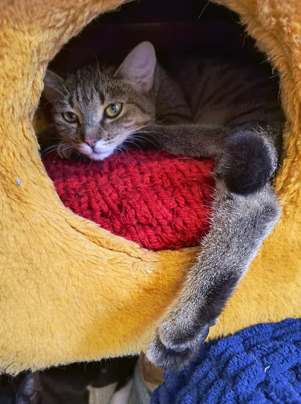 Kot do adopcji, Gdynia, 31 lipca 2024 (2/2)