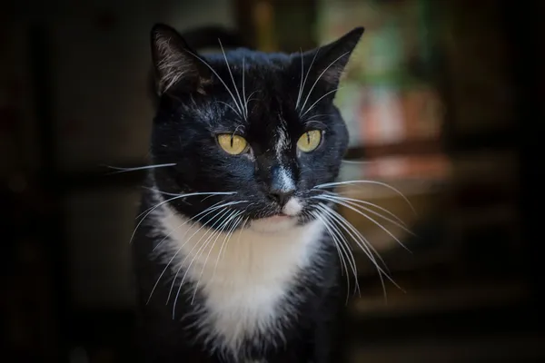 Kot do adopcji, Gdynia, 31 lipca 2024 (2/3)