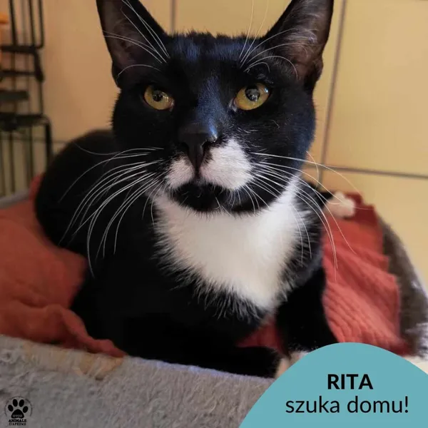 Kot do adopcji, Gdynia, 31 lipca 2024 (1/3)