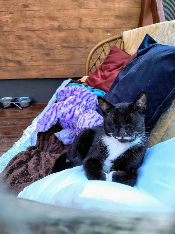 Kot do adopcji, Gdynia, 31 lipca 2024 (3/3)