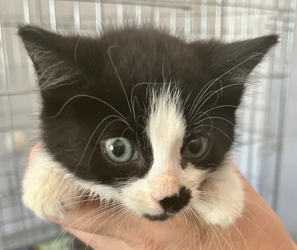 Kot do adopcji, gmina Dobra (Szczecińska), 9 lipca 2024