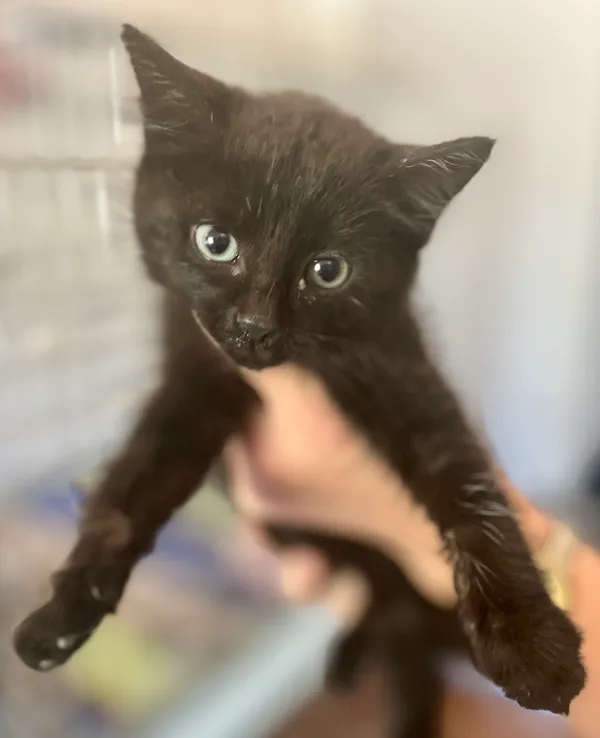 Kot do adopcji, gmina Dobra (Szczecińska), 9 lipca 2024