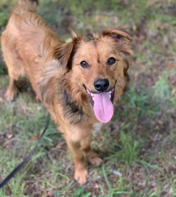 Pies do adopcji, Konin, 18 lutego 2024 (1/3)