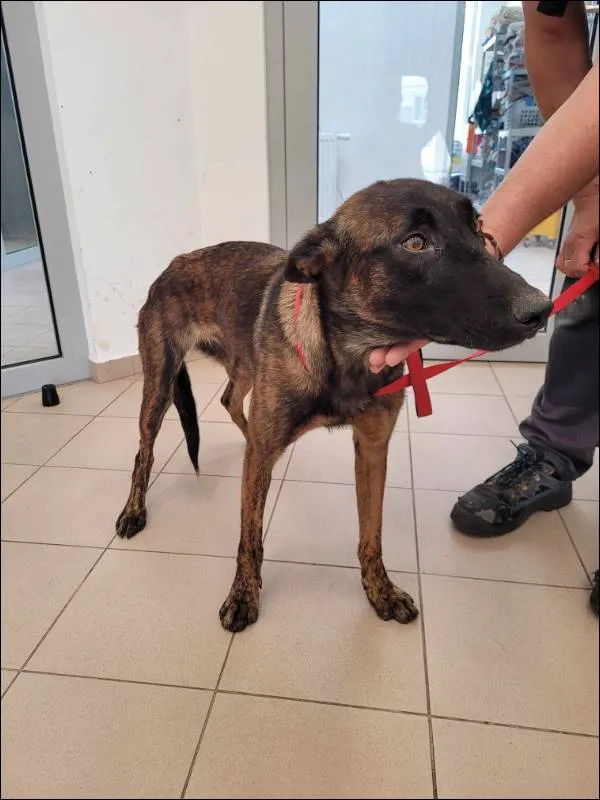 Znaleziono psa, Grudziądz, 2 sierpnia 2024