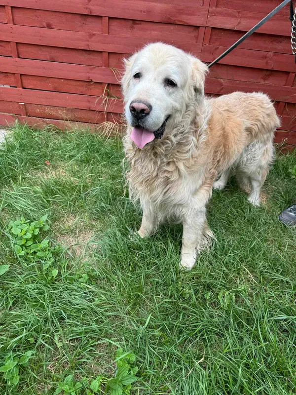 Znaleziono psa, Czartki, 2 sierpnia 2024